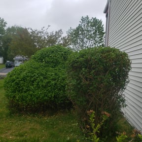 Bush Trimming by The Green Guy Lawn Care LLC reviewed on August 15, 2025