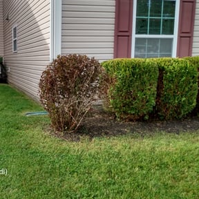 Bush Trimming by Dallas Lawn Stars reviewed on August 20, 2025