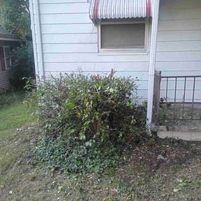 Bush Trimming by D&amp;D Lawn Care reviewed on July 11, 2026