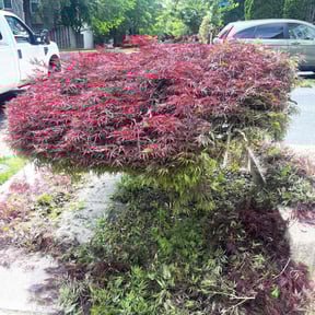 Bush Trimming by Sj lawn care reviewed on August 20, 2025