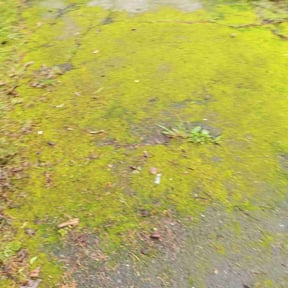 Leaf Removal by Vanlandingham Lawn Care &amp; Services reviewed on September 15, 2025