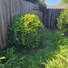 Bush Trimming by Soto landscape reviewed on March 25, 2026