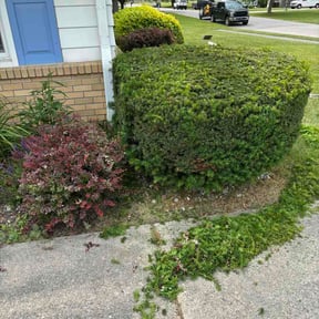 Bush Trimming by nathaniel baker reviewed on June 10, 2026