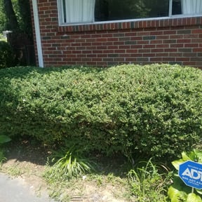 Bush Trimming by JoeMo. Lawn&Services reviewed on August 18, 2025