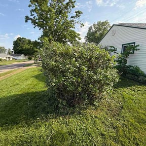 Bush Trimming by Wow Lawn Care reviewed on May 19, 2026