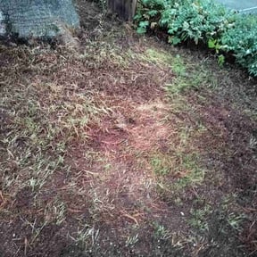 Leaf Removal by BKreativ reviewed on November 22, 2025