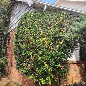 Bush Trimming by Mowpro reviewed on March 11, 2026