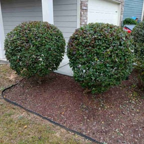 Bush Trimming by Cherry Bomb Lawn Care reviewed on August 18, 2025