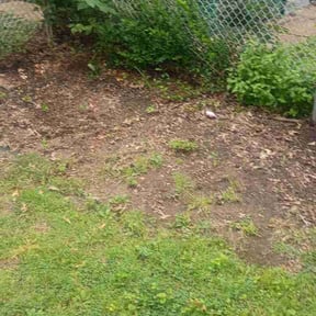 Leaf Removal by Hawkins Lawn Management reviewed on August 23, 2026