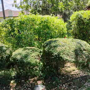 grass cutting by C &amp; J Mowing reviewed on August 17, 2024