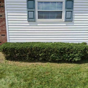 Bush Trimming by Wallace Construction &amp; Landscape LLC reviewed on October 22, 2025