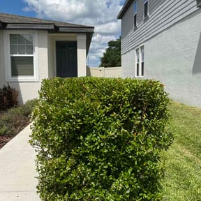 Bush Trimming by Pristine Properties LHS reviewed on April 29, 2026