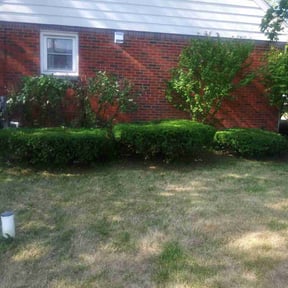 Bush Trimming by Does It All Contracting LLC reviewed on August 18, 2025