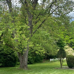 gardening service by Jimis Rose Property Services LLC reviewed on August 20, 2025