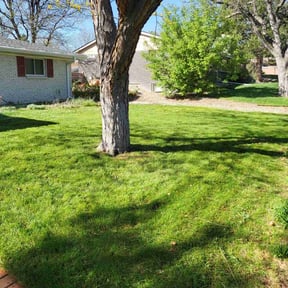 yard service by Nicolson's reviewed on August 15, 2025