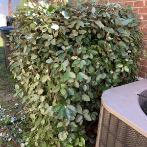Bush Trimming by Collins Lawn Care reviewed on August 19, 2025