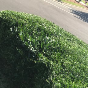 Bush Trimming by AYS reviewed on November 18, 2025