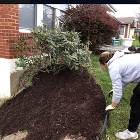 Bush Trimming by Shipman's Pro Lawn Services LLC reviewed on August 16, 2025