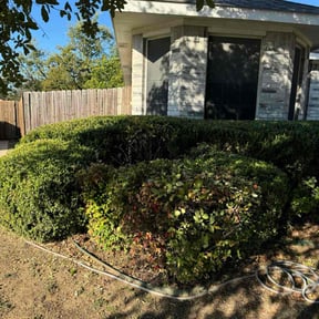 Bush Trimming by Landscaping Services reviewed on November 21, 2025