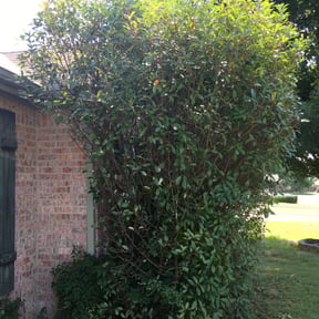 Bush Trimming by Native LandCare LLC reviewed on August 21, 2025