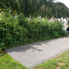 Bush Trimming by Pristine Lawns of Northeast Florida LLC reviewed on August 21, 2025