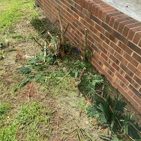 Bush Trimming by Glm landscaping reviewed on August 17, 2025