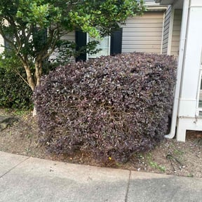 Bush Trimming by Toko Lawn Services reviewed on August 21, 2025