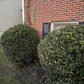 Bush Trimming by Paul Landis Dba Pro Turf Landscape and Lawn care reviewed on November 24, 2025