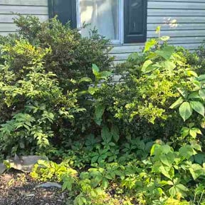 Bush Trimming by Arreola’s Lawn Ssrvices reviewed on June 3, 2026