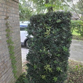 Bush Trimming by Kutz and Trimz. reviewed on November 8, 2025