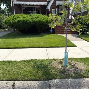 grass maintenance by All South Lawn Services reviewed on August 18, 2025