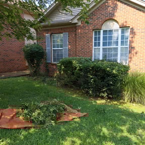 Bush Trimming by Major Services reviewed on August 19, 2025