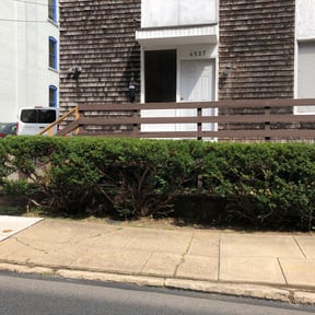 Bush Trimming by ShortBoi Contracting reviewed on August 18, 2025