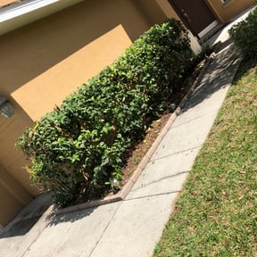 Bush Trimming by Blessing of God landscaping  reviewed on August 20, 2025