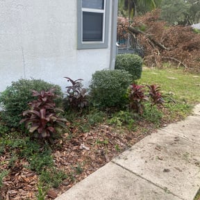 Bush Trimming by KingWay outdoor/inside lawn service, flowersbeds,pressure wash,painter reviewed on August 19, 2025