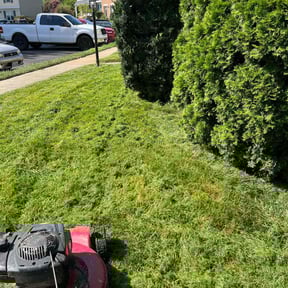 Bush Trimming by TM lawn pros reviewed on August 19, 2025