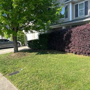 gardening service by Taurus enterprise and construction LLC reviewed on August 18, 2025