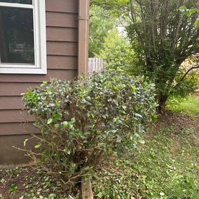 Bush Trimming by Landscape reviewed on August 18, 2025