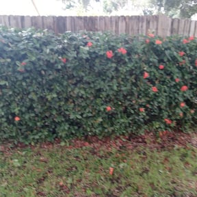 Bush Trimming by Gadsden lawncare reviewed on August 21, 2025