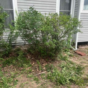 Bush Trimming by Blue Dyamond Land Services LLC reviewed on August 21, 2025