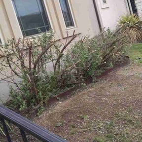 Bush Trimming by Calleigh's Enterprise reviewed on August 16, 2025