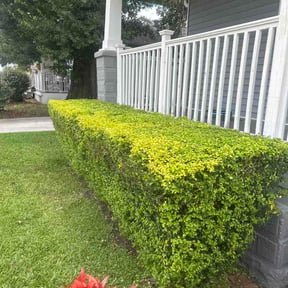 Bush Trimming by Green Earth Lawn and snow LLC reviewed on May 18, 2026