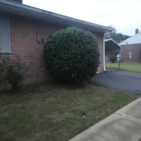 Bush Trimming by BVGreen Services reviewed on August 20, 2025