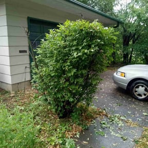 Bush Trimming by Landers Landscaping reviewed on August 17, 2025
