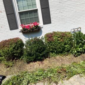 Bush Trimming by Lozano's Lawn Care Service reviewed on August 16, 2025