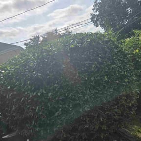 Bush Trimming by A+ Lamonds lawn&amp;landscape reviewed on April 27, 2024