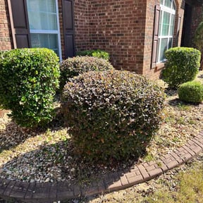 Bush Trimming by Ort&#039;z VIP Landscaping reviewed on November 10, 2025