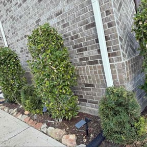 Bush Trimming by ZeroEM Lawn Care reviewed on December 21, 2021