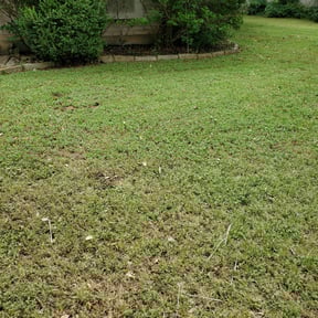 Bush Trimming by Enrique's Outdoor Maintenance reviewed on August 18, 2025