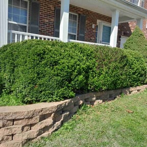 Bush Trimming by Toms landscaping reviewed on August 18, 2025